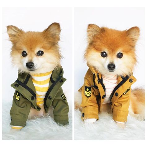 Pets Clothes, Military Jackets, Dog Winter, Dog Fashion, Chihuahua Lover, Pet Boutique, Dog Products, Pet Fashion, Puppy Clothes