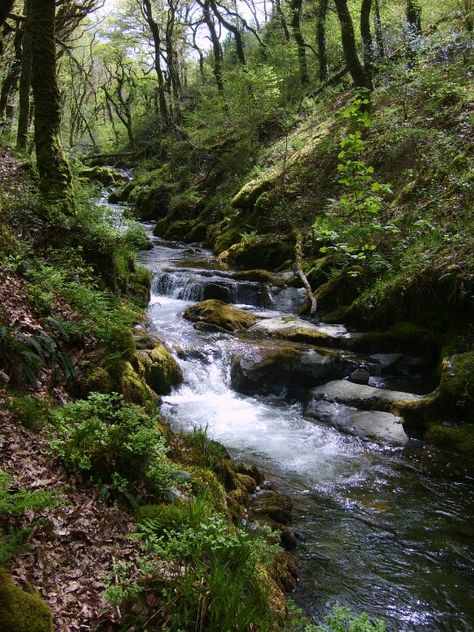 Brook in the woods A Walk In The Woods, Woods Forest, Release Tension, Walk In The Woods, Beautiful Waterfalls, Alam Yang Indah, Pretty Places, In The Mountains, Landscape Photos