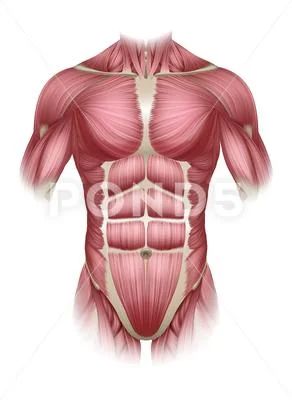 Torso Trunk Muscles Human Medical Anatomy Diagram Trunk Muscles Anatomy, The Body Anatomy, Anatomical Diagram, Muscles Of The Body, Human Torso, Science Model, Muscle System, Anatomy Illustration, Anatomy Medical