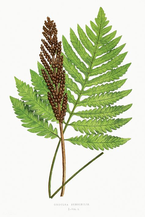 Onoclea Sensibilis (Sensitive Fern) fern vintage illustration mockup | premium image by rawpixel.com / Donlaya Stella Lunardy, Sensitive Fern, Illustration Mockup, Block Carving, Vintage Plants, Public Domain Art, Vintage Leaves, Leaf Illustration, Leaf Template