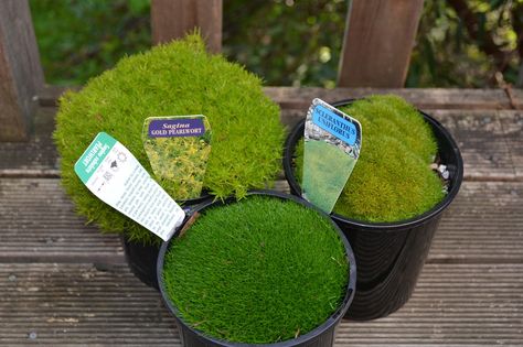 Emma's Adventures: How to Make a Hobbit Terrarium Hobbit Terrarium, Moss Types, Terraria Tips, Terrarium Moss, Types Of Moss, Fish Bowls, Frosted Glass Design, Terrarium Containers, Moss Terrarium