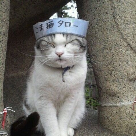 A Cat, Japan, Black And White, Blue, White, Black