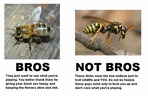 Bees vs Wasps Wasp Stings, Bees And Wasps, Bee Sting, Yellow Jacket, Save The Bees, Bees Knees, Know Your Meme, Wasp, Bee Keeping