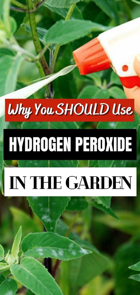 How To Use Hydrogen Peroxide For Plants, Peroxide For Plants, Hydrogen Peroxide For Plants, Peroxide Uses, Hydrogen Peroxide Uses, Conifers Garden, Bucket Gardening, Garden Remedies, Natural Beauty Recipes