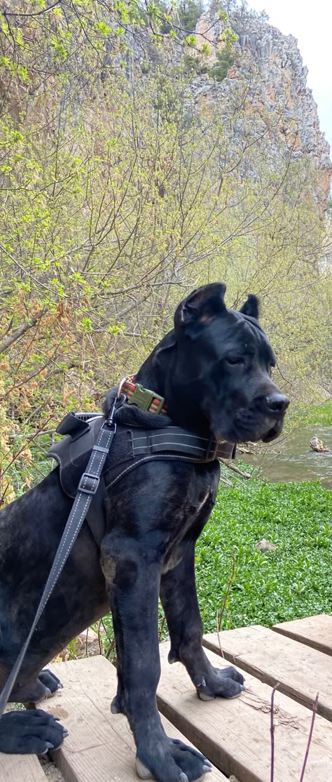 Black King Corso Dog, Big Fluffy Black Dogs, Came Corse, Cane Corso And Doberman, Black Cane Corso Aesthetic, Black Cane Corso Puppies, Big Scary Dogs, Big Scary Dog, Cane Corso Aesthetic