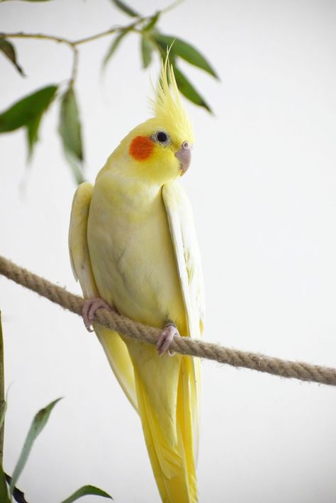 #bird
#borb
#birdmemes
#cockatiel
#meme
#birbmemes
#caique
#calopsita
#cockatoo
#caiquesofinstagram
#cockatiellove
#relatable
#funny
#birb_called_charlie
#birds
#parrots
#cute
#parakeet
#birdsofig
#birdsofinstagram
#birdstagram
#birdlovers
#instabirds
#parrotsofinstagram
#instaparrots
#funnyanimals
#cuteanimals
#peekaboo Cockatiel Aesthetic, Cockatiel Pictures, Cinnamon Cockatiel, Yellow Cockatiel, Cute Cockatiel, Yellow Tattoo, Cockatiel Bird, Bird & Wildlife Houses, Pretty Animals