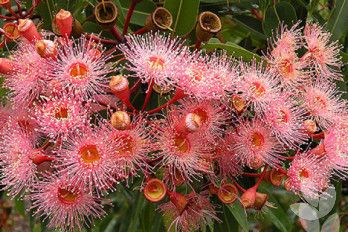 Flowering Gum, Low Water Gardening, Australian Native Garden, Landscaping Trees, Australian Wildflowers, Australian Flowers, Australian Native Flowers, Australian Plants, Australian Native Plants