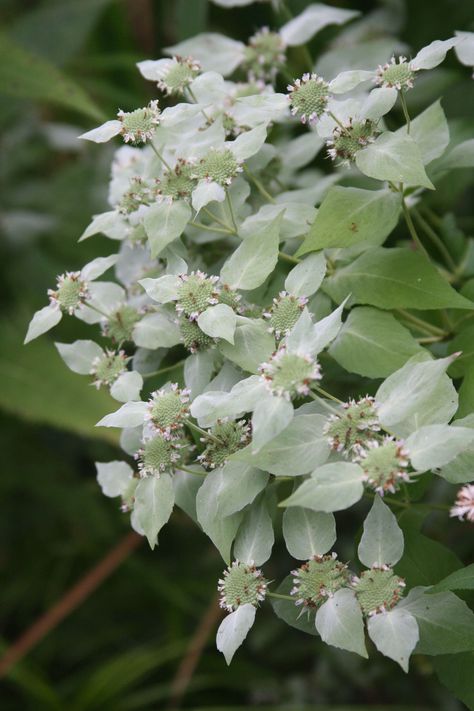 Mountain Mint Plant, Gravel Courtyard, Dragon Fruit Cactus, Spring Planters, Mountain Mint, June Flowers, Yoga Garden, England Garden, Gorgeous Landscapes