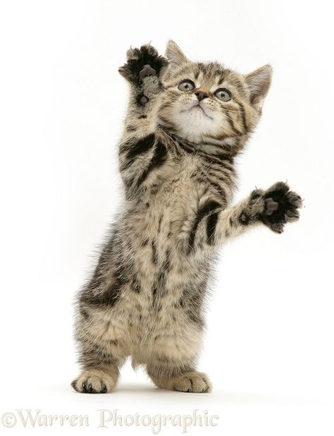 Kitten Reaching Up, Silly Cat White Background, Cute Cat White Background, Animals With White Background, Cat Reaching Up, Cat Standing Up, Kitty White Background, Cute Cat Standing, Cats White Background