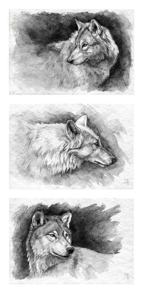 Art by wolf-minori on deviantart Wolf Art Drawing, Pencil Reference, Wolf Drawing Easy, Draw A Wolf, Wolf Drawings, Cute Wolf Drawings, Beautiful Dawn, Wolf Sketch, Wolf Artwork