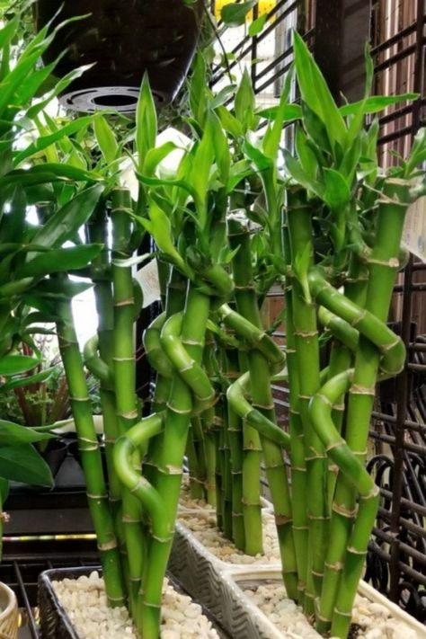 How To Grow Bamboo, Bamboo Plant Indoor, Bamboo Plant Care, Bamboo Farm, Bamboo Seeds, Bamboo Decking, Growing Bamboo, Lucky Bamboo Plants, Bamboo Roots