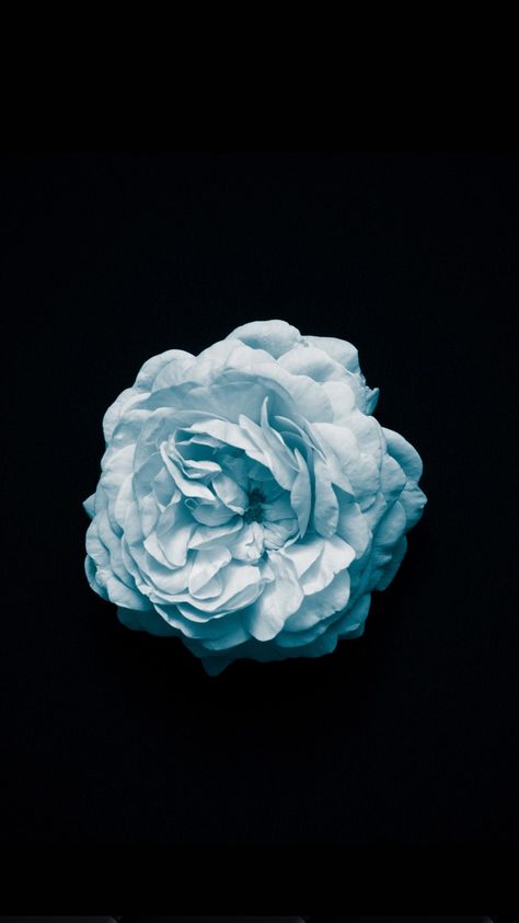 Single Flower Wallpaper, Single Wallpaper, Black Flowers Wallpaper, Amoled Wallpaper, Anime Cars, Light Blue Roses, Amoled Wallpapers, Geometric Tattoo Design, Light Blue Aesthetic