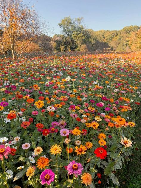 Zinnia Garden, Im Obsessed, Zinnia Flowers, Floral Aesthetic, Nothing But Flowers, Pretty Landscapes, Wildflower Garden, Pollinator Garden, Flower Therapy