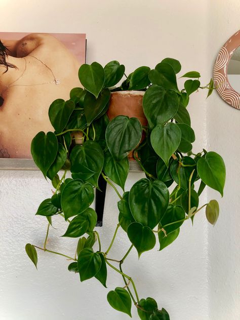 Houseplant Trellis, Decorative Trellis, Philodendron Scandens, Philodendron Plant, Trellis Plants, Easy Plants, Pretty Plants, Garden Trellis, Climbing Plants