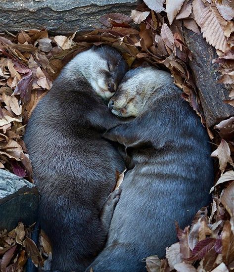 Us As Animals, Animal Dynamic Poses, Scotland Animals, Cuddling Animals, Otters In Love, Animals Cuddling, Wholesome Tweets, Animal Couples, Animals In Love