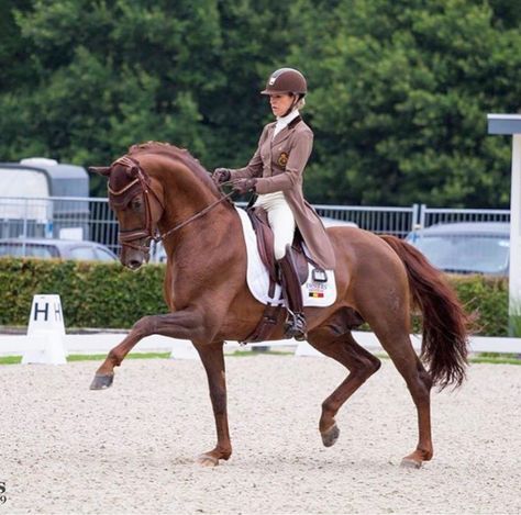 Chestnut Dressage Horse, Horse Riding Aesthetic, Horse Markings, Horse Coat Colors, Horse Riding Quotes, Horse Riding Outfit, Beautiful Horse Pictures, Horse Inspiration, Horse Dressage