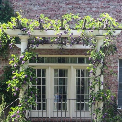 FineHouse on Instagram: "Portico Pergola w/ Wisteria, lovely... #pergola #pergolas #trellis #outdoorliving #landscapedesign #hardscapedesign #patio #landscapearchitecture #landscapearchitect #landscapedesigner #gazebo #trellises #landscapeconstruction #njlandscapers #gardendesigner #hardscapelife # landscapinglife #curatedgarden" Portico Pergola, Victorian Pergola, Mum Garden, Wisteria Trellis, Garden Trellis Designs, Wisteria Pergola, Food Forest Garden, Captains Quarters, Window Canopy