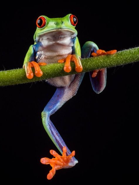 Frog Stuff, Amazing Frog, Sunflower Images, Red Eyed Tree Frog, Frog Wallpaper, Frog Pictures, Frog Tattoos, Frog Drawing, Funny Frogs