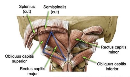 Neck Muscles:Origin, Insertion, Action & Nerve Supply » How To Relief Vertebral Artery, Manual Therapy, Cervical Vertebrae, Pelvic Tilt, College Notes, Cervical Spine, Muscle Anatomy, Tension Headache, Integrative Medicine