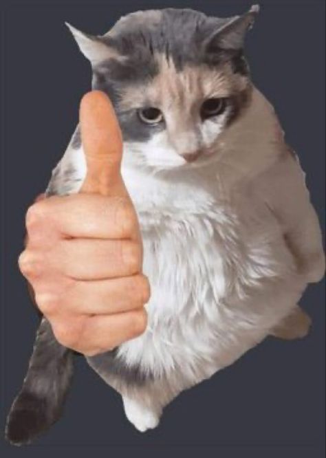 Thumbs Up Funny, Cat Text, Funny Animal Photos, Silly Cats Pictures, Silly Images, Silly Animals, Cat Person, Silly Pictures, Silly Cats