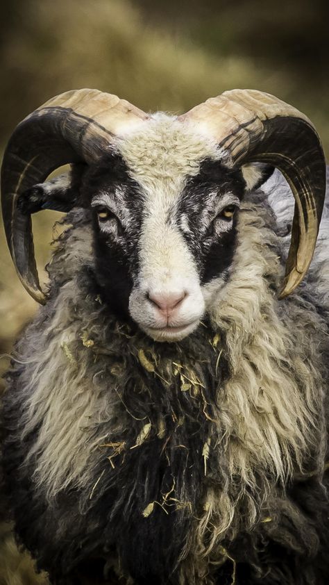 Wildlife Animals Amazing Photos, Goats Eyes, Goat Open Mouth, Goats With Horns, Goat With 4 Horns, Long Ear Goat, Wild Sheep, Sheep Breeds, Animal Study