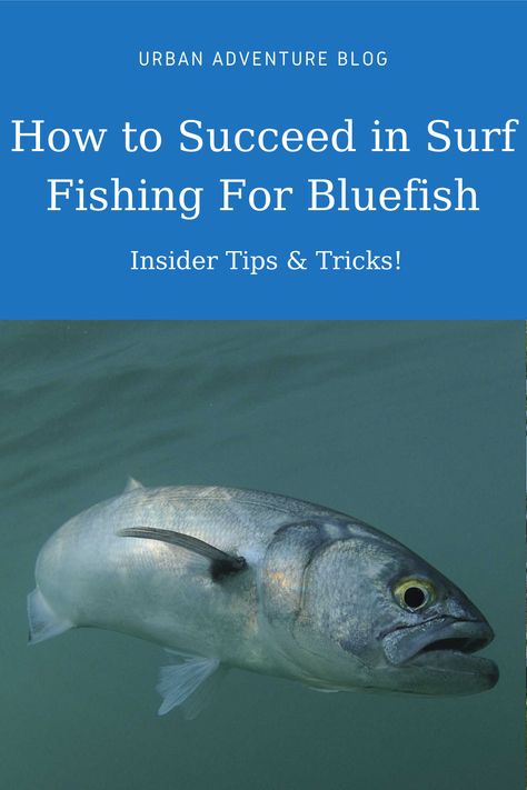 #Surf #fishing for #Bluefish is an exhilarating experience - but how well do you know about it? Learn from the pros and bring home a great catch with these tips and tricks! Surf Fishing Tips, Kayak Ideas, Saltwater Fishing Gear, Fish Types, Urban Adventure, Salt Water Fishing, Fly Fishing Tips, Fishing Stuff, Surf Fishing