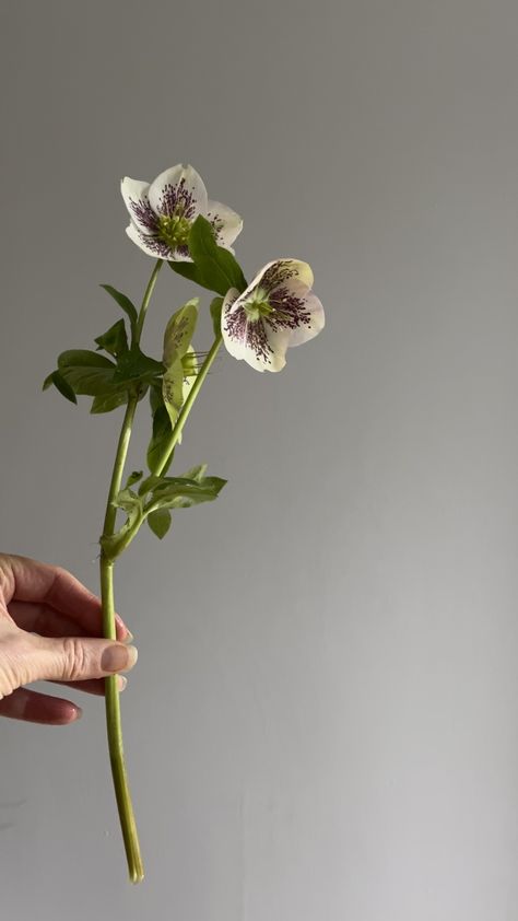 Hellebores Hellebore Boutonniere, Hellebore Wedding, Hellebore Flower, Winter Flower Arrangements, Foliage Wreath, Sweet William, Curated Wedding, British Flowers, Floral Studio