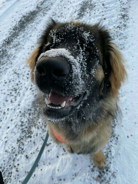 Leonberger Aesthetic, Leonberger Dog Puppy, Cat Border, Australia Shepherd, Pomeranian Black, Golden Retriever Dachshund, Corgi Golden Retriever, Leonberger Puppy, Winged Wolf