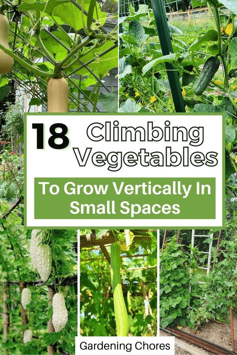 Climbing vegetables you can grow vertically. Vining Vegetables, Art Creative Ideas, Climbing Vegetables, Veggie Garden Layout, Grow Vertically, Vegetable Trellis, Growing Green Beans, Vertical Planting, Vertical Garden Plants