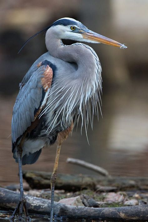 Heron Photography, Heron Photo, Heron Art, Coastal Birds, Great Blue Heron, Animal Study, Nature Birds, Bird Pictures, Blue Heron