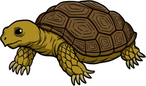 Desert Turtle, Tortoise Cartoon, Pictures Of Turtles, Tortoise Drawing, Tortoise Tattoo, Reptile Art, Dolphin Drawing, Cute Tortoise, Turtle Images