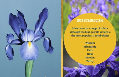 Iris flowers are highly symbolic, making them the perfect flower for meaningful bouquets and decorations. Iris Flower Meaning, Iris Symbolism, Flowers Language, Plant Symbolism, Flower Symbols, Plant Meanings, Iris Flower Tattoo, Blue Iris Flowers, Japanese Meaning