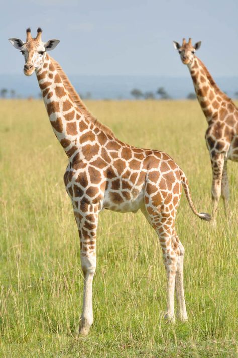 Northern giraffe: Giraffa camelopardalis - Giraffe Conservation Foundation Giraffe Photography, Murchison Falls, Giraffe Photos, Giraffe Pictures, African Giraffe, Wild Animals Pictures, Cute Giraffe, Reptiles Pet, African Wildlife