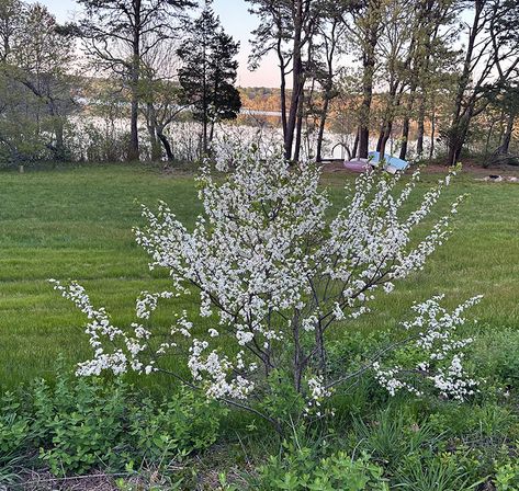 Native Plant Landscaping, Beach Plum, Green Industry, Sandy Soil, How To Grow Taller, Types Of Plants, Garden Patio, Patio Garden, Plum