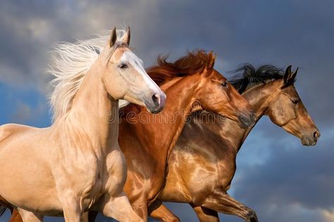 Running Horse Photography, Landscape Timber Edging, Horse Herd, Wild Horses Running, Sand Storm, Landscape Timbers, Pictures With Horses, Dramatic Sky, Beautiful Arabian Horses