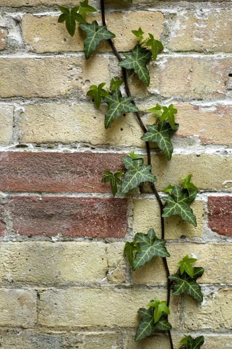 Vines Climbing Wall, Vines On Brick Wall, Brick Wall Drawing, Chloe Thomas, Painted Brick Walls, Wall Brick, Focus Point, Art 2023, Brick Texture