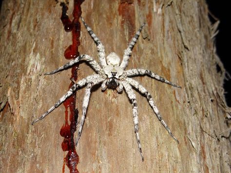 Spider Anatomy, Pretty Spiders, Cool Spiders, Pretty Insects, Jester Doll, The Itsy Bitsy Spider, Cute Spiders, Orb Weaver, Spider Species