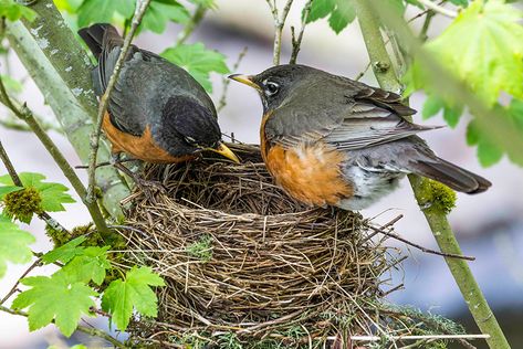 Johnny Jump Up, European Robin, American Robin, Migratory Birds, Colored Pencil Techniques, Robin Bird, Bird Nest, Song Bird, Robins