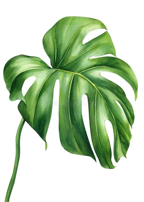 Tropical watercolor palm leaf. Monstera exotic green plant isolated on white background. Watercolor flora illustration stock photography Watercolor Tropical Leaves, Tropical Leaf Illustration, Tropical Leaf Drawing, Monstera Leaf Drawing, Monstera Watercolor, Tropical Leaf, Palm Leaf, Tropical Flowers Illustration, Pictures Of Leaves