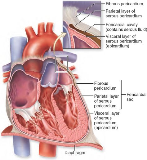 19.6 Pericardium. The protective layers of the heart include the pericardial sac composed of an outer fibrous pericardium and an inner serous membrane called the parietal layer of serous pericardium. Tightly adhered to the heart is a serous membrane called the visceral layer of serous pericardium. The space between the parietal and visceral layers is called the pericardial cavity, which contains serous fluid produced by both serous membranes Heart Layers Anatomy, Cardiac Physiology, Graduation Motivation, Teas Exam, Serous Membrane, Cardiac Sonography, Heart Structure, Study Images, Nursing School Essential