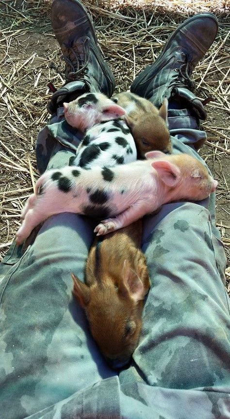 Small Pigs, Pig Pasture, Abandoned Farmhouse, Cute Piglets, Baby Farm Animals, Mini Pigs, Cute Piggies, Pet Pigs