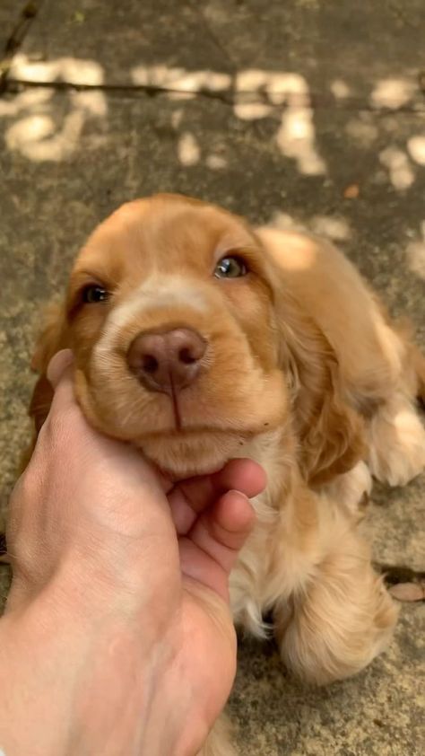 @nola.thecocker 🥹😍 #lefeuilleter | Instagram Golden Cocker Spaniel Puppies, Cute Fluffy Puppies, Golden Cocker Spaniel, Cute Dogs Images, Fluffy Puppies, Cocker Spaniel Puppies, Spaniel Puppies, Puppy Photos, Aesthetic Inspiration