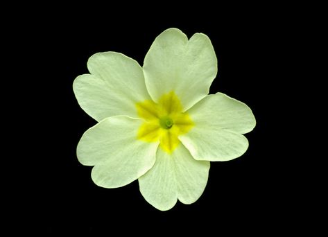 Primrose (primula vulgaris) | A single primrose flower photo… | Flickr Primula Vulgaris, Primrose Flower, Plant Pot Design, Healing Garden, Botanical Artwork, Happy Flowers, Fb Covers, Winter Flowers, All Flowers