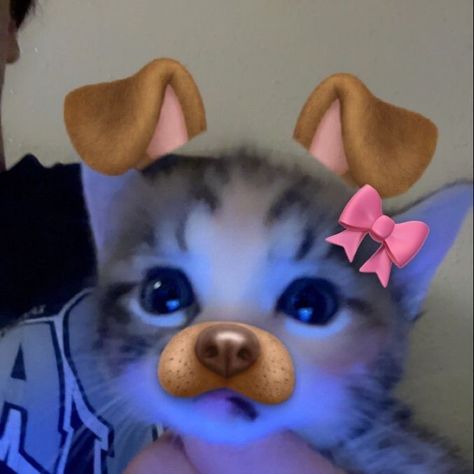 Cat With Dog Filter, Cat Cute Pfp Aesthetic, Pfp Icons Cat, Cute Animals Pfp, Cute Pfp Cat, Cat Cute Pfp, E Kitten Pfp, Pfp Cat Cute, Cute Cats Pfp