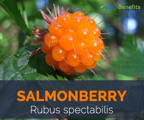 Salmon Berry, Fruit Nutrition Facts, Berry Garden, Healthy Fruits And Vegetables, Berry Plants, Blueberry Bushes, Berries Recipes, Wild Harvest, Wild Edibles