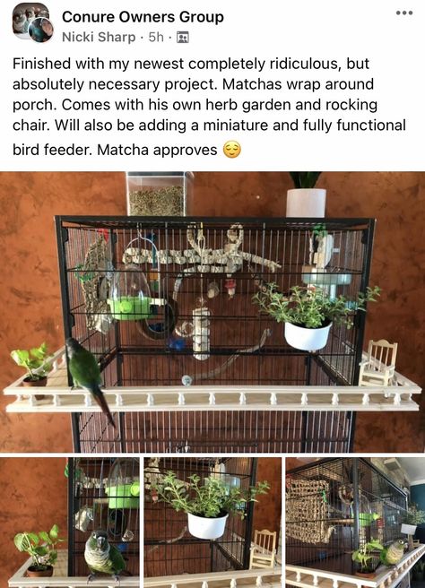 Diy Parakeet Cage Ideas, Conure Bird Cage Ideas, Natural Bird Cage, Diy Budgie Cage, Black Capped Conure, Cockatiel Cage Setup Ideas, Sun Conure Cage Setup, Parrot Cage Ideas Design, Conure Cage Setup