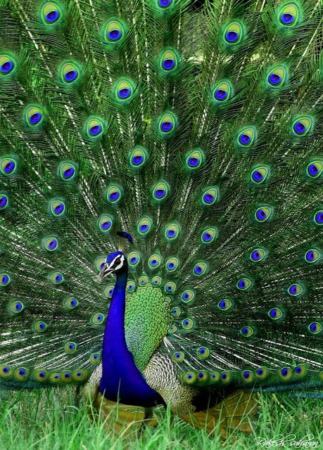 You Matter to God Real Peacock Images, Peacock Images, Peacock Photos, Peacock Pictures, Christmas Artwork, Christmas Arts And Crafts, Canvas For Beginners, Peacock Painting, Shotting Photo