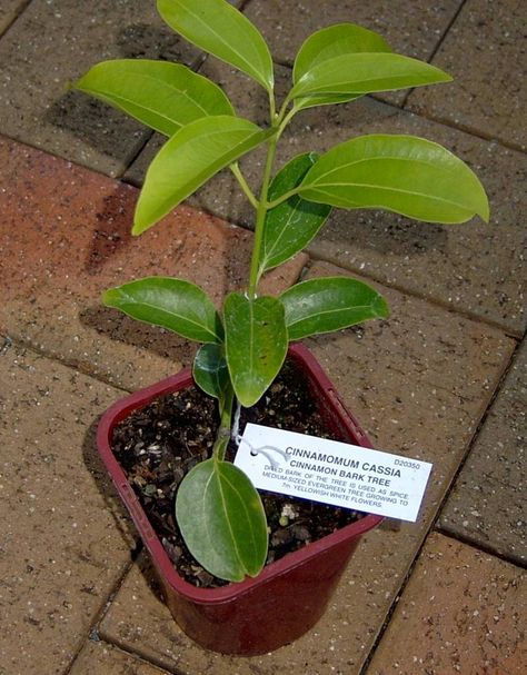 Growing Cinnamon, Grow Cinnamon, Cinnamon Tree, Homestead Gardens, Edible Landscaping, Growing Fruit, Growing Indoors, Growing Herbs, Veggie Garden