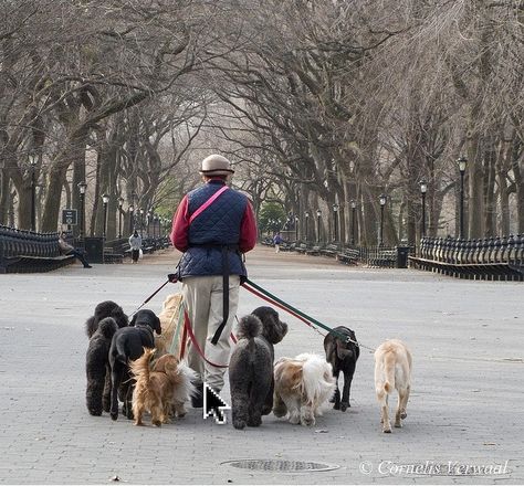 New York Dog Walker.  I can think of worse ways to make a living. Dog Park Photoshoot, Dog Walker Aesthetic, Dog Walk Aesthetic, Dog Walking Aesthetic, Walker Aesthetic, New York Dog, Dog Sitting Business, Dog Website, Dog Walking Outfit