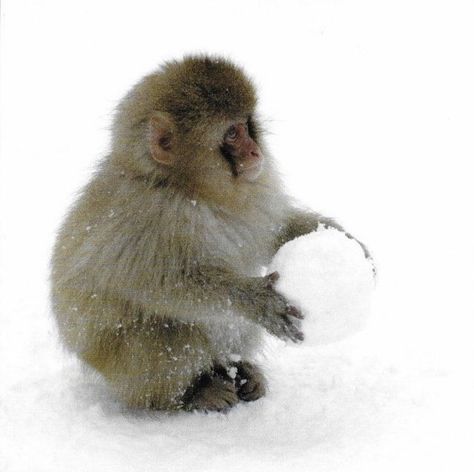 Snow Monkey, Piskel Art, Funny Monkey, Monkey Pictures, Pet Monkey, Monkeys Funny, Cute Monkey, Mia 3, 웃긴 사진